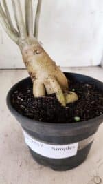 Planta Simples 2857  – 30cm – 03 anos - Imagem 9