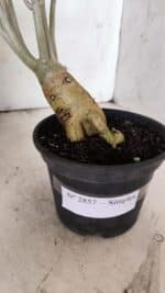 Planta Simples 2857  – 30cm – 03 anos - Imagem 8