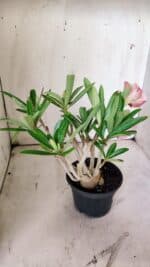 Planta Simples 2857  – 30cm – 03 anos - Imagem 7