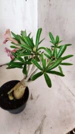 Planta Simples 2857  – 30cm – 03 anos - Imagem 6