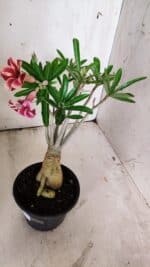 Planta Simples 2857  – 30cm – 03 anos - Imagem 5