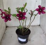 Planta Simples 2858  – 30cm – 02 anos