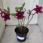 Planta Simples 2858  – 30cm – 02 anos