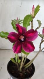 Planta Simples 2858  – 30cm – 02 anos - Imagem 4