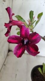 Planta Simples 2858  – 30cm – 02 anos - Imagem 3