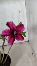 Planta Simples 2858  – 30cm – 02 anos - Imagem 6