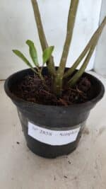 Planta Simples 2858  – 30cm – 02 anos - Imagem 8