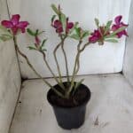 Planta Simples 2858  – 30cm – 02 anos - Imagem 7