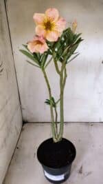 Planta Simples 2859  – 30cm – 02 anos - Imagem 2