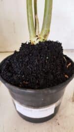 Planta Simples 2859  – 30cm – 02 anos - Imagem 7