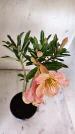 Planta Simples 2859  – 30cm – 02 anos - Imagem 6