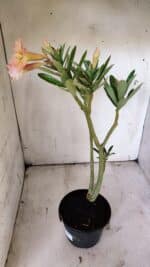 Planta Simples 2859  – 30cm – 02 anos - Imagem 8