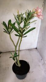 Planta Simples 2859  – 30cm – 02 anos - Imagem 5