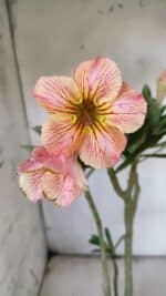 Planta Simples 2859  – 30cm – 02 anos