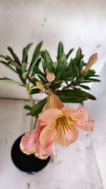 Planta Simples 2859  – 30cm – 02 anos - Imagem 3