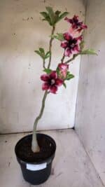 Planta Simples 2860  – 35cm – 03 anos - Imagem 2