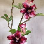 Planta Simples 2860  – 35cm – 03 anos