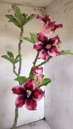 Planta Simples 2860  – 35cm – 03 anos