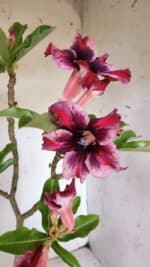 Planta Simples 2860  – 35cm – 03 anos - Imagem 6