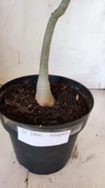 Planta Simples 2860  – 35cm – 03 anos - Imagem 9