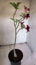 Planta Simples 2860  – 35cm – 03 anos - Imagem 7