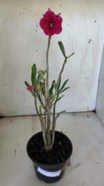 Planta Simples 2861  – 35cm – 03 anos - Imagem 2