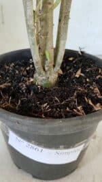 Planta Simples 2861  – 35cm – 03 anos - Imagem 7