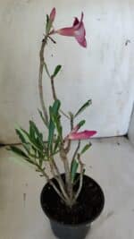 Planta Simples 2861  – 35cm – 03 anos - Imagem 6