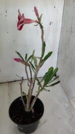 Planta Simples 2861  – 35cm – 03 anos - Imagem 5