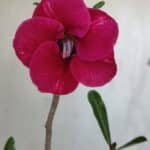 Planta Simples 2861  – 35cm – 03 anos