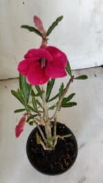 Planta Simples 2861  – 35cm – 03 anos - Imagem 4