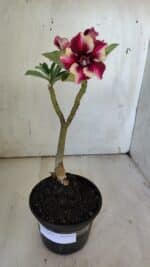 Planta Simples 2862  – 30cm – 02 anos - Imagem 2