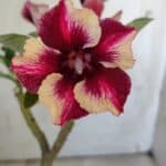 Planta Simples 2862  – 30cm – 02 anos