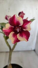 Planta Simples 2862  – 30cm – 02 anos