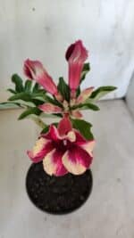 Planta Simples 2862  – 30cm – 02 anos - Imagem 4