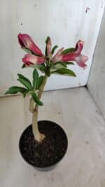 Planta Simples 2862  – 30cm – 02 anos - Imagem 5