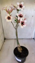 Planta Simples 2863  – 35cm – 03 anos - Imagem 2