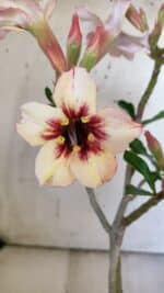 Planta Simples 2863  – 35cm – 03 anos - Imagem 3