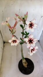 Planta Simples 2863  – 35cm – 03 anos