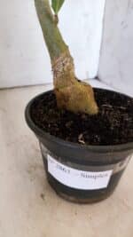 Planta Simples 2863  – 35cm – 03 anos - Imagem 8