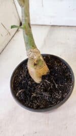 Planta Simples 2863  – 35cm – 03 anos - Imagem 7