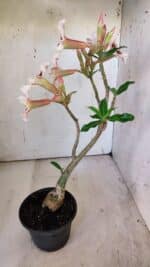 Planta Simples 2863  – 35cm – 03 anos - Imagem 9