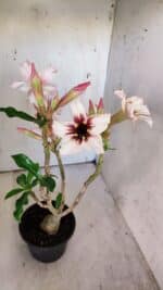 Planta Simples 2863  – 35cm – 03 anos - Imagem 5