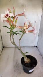 Planta Simples 2863  – 35cm – 03 anos - Imagem 6