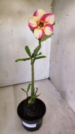 Planta Simples 2864  – 30cm – 02 anos - Imagem 2