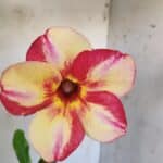 Planta Simples 2864  – 30cm – 02 anos