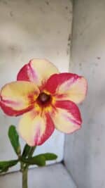 Planta Simples 2864  – 30cm – 02 anos