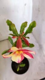 Planta Simples 2864  – 30cm – 02 anos - Imagem 4