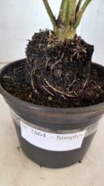 Planta Simples 2864  – 30cm – 02 anos - Imagem 6