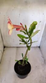 Planta Simples 2864  – 30cm – 02 anos - Imagem 5